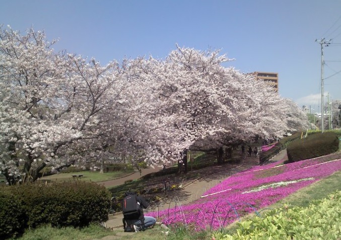 かにが沢公園の桜