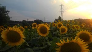 子どもたちのひまわり