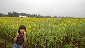 朝のひまわり祭り会場